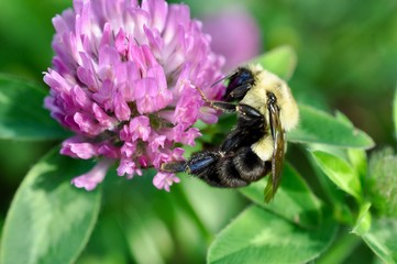 Bee on clover flower macro