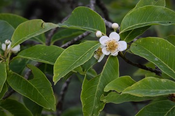 Obraz premium Schima Wallichii Flowers
