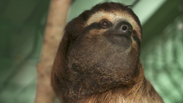 Extreme close-up low angle portrait still shot of endangered brow-throated three-toad sloth at a sanctuary, Costa Rica, Central America