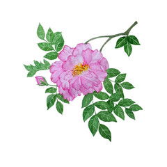 rose flowers wreath isolated on white background .Hand painted Watercolor illustrations.