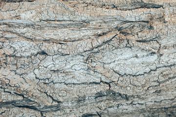 textured grey tree bark background. wooden background