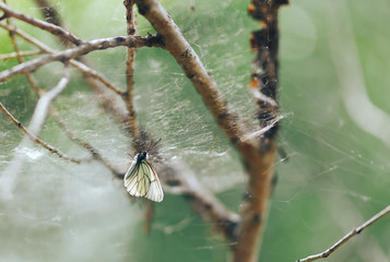 the spider catches a white butterfly cabbage in a spider web and bites it