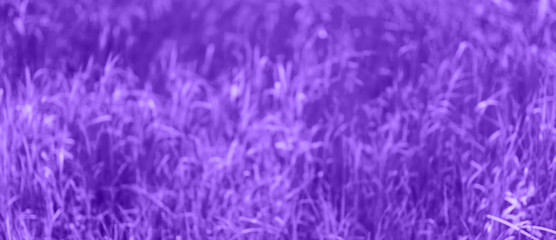 purple unfocused background, blurred grass, summer, spring abstract background, toned violet photo