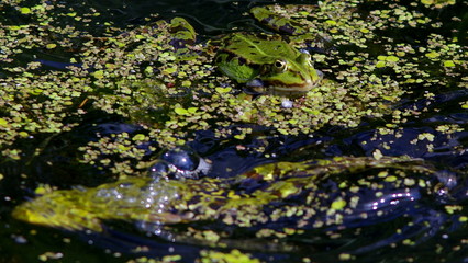 Frog in the water