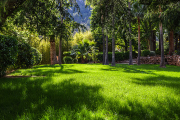 Fototapeta na wymiar Picturesque landscape, green lawn in tropical garden