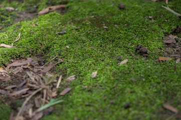 Moss trees in tropical forests, Thailand