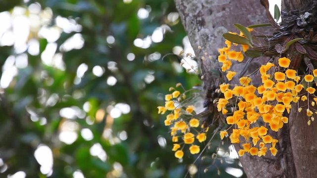 Yellow flower of Dendrobium lindleyi or Honey fragrant tropical wild orchid in full bloom