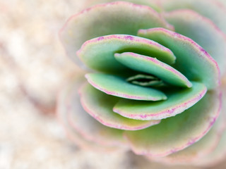 kalanchoe Fedtschenkoi the succulent plant growing on the gravel