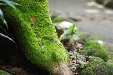 Moss trees in tropical forests, Thailand