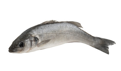 Seabass fish or lavrak isolated on white background, Dicentrarchus labrax 