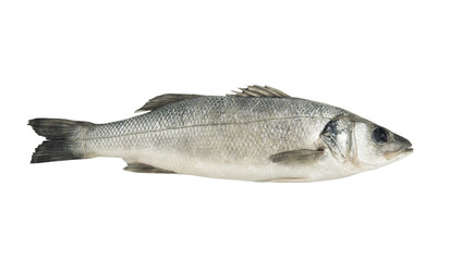 seabass fish isolated on white background, Dicentrarchus labrax