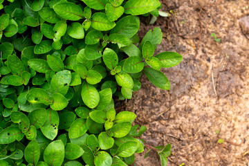 green plant in the garden