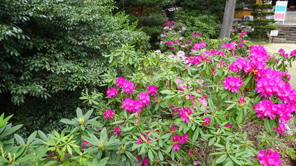 豪華に開花！シャクナゲ！