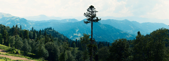 Silhouette of high pine against the backdrop of rows of mountains