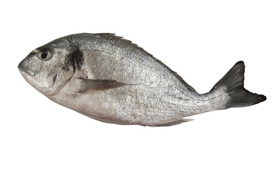 Fresh dorado fish isolated on white