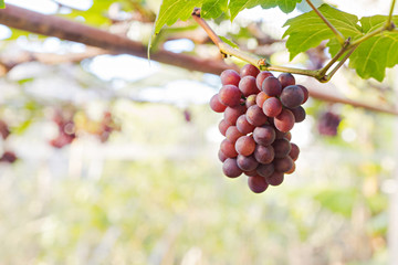 Champagne Grapes in farm, selective focus (detailed close-up shot) 