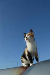 南国沖縄でどこかを見つめる三毛猫