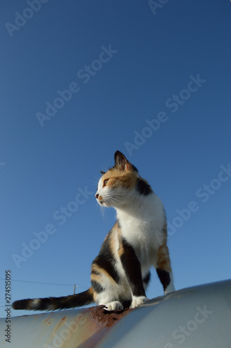 南国沖縄でどこかを見つめる三毛猫 Wall Mural  Wallpaper Murals 