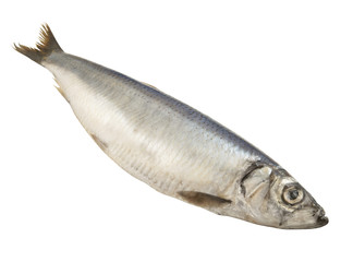 Herring fish isolated on white