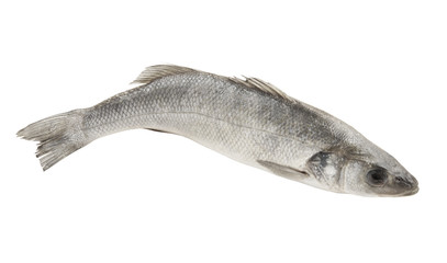 Fresh seabass fish isolated on white background, Dicentrarchus labrax.