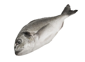 Obraz premium Dorado fish isolated on white background