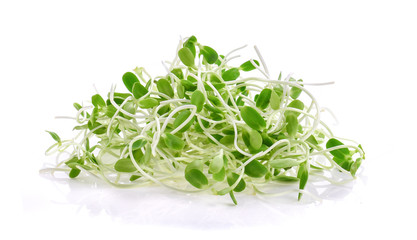 green young sunflower sprout on white background.