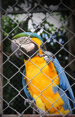 Single colorful blue and yellow macaw or ara chloropterus clings bird in steel cage