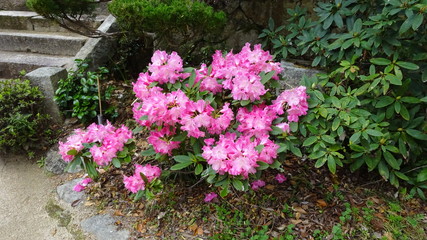 豪華に開花！シャクナゲ！