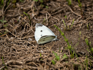 Cabbage white butterfly on the ground