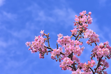 桜の開花イメージ