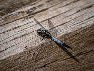 male white-tailed dragonfly on a wood beam 1