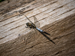 male white-tailed dragonfly on a wood beam 2