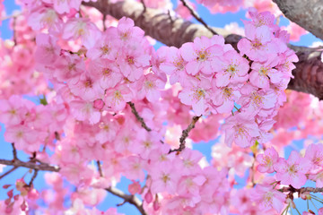 桜の開花イメージ