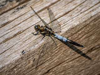 male white-tailed dragonfly on a wood beam 3