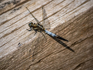 male white-tailed dragonfly on a wood beam 4