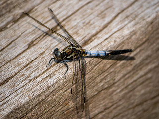 male white-tailed dragonfly on a wood beam 5