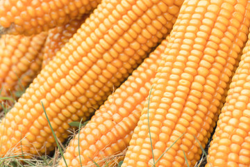 Fresh ripe corn, healthy nutrition and vegetable harvest concept