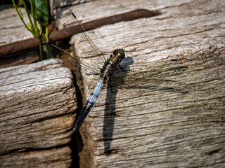 male white-tailed dragonfly on a wood beam 6