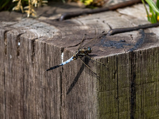 male white-tailed dragonfly on a wood beam 11