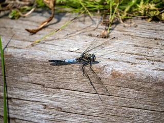 male white-tailed dragonfly on a wood beam 12
