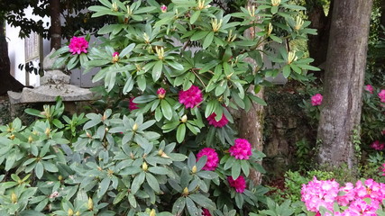 豪華に開花！シャクナゲ！