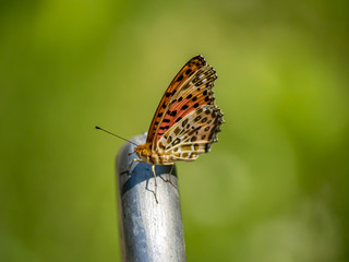 Tropical fritillary on a metal post.