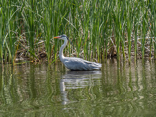 Gray Heron in a Japanese pond 1
