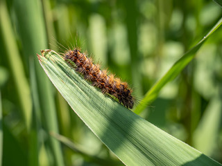 Japanese gypsy moth caterpillar on broad grass