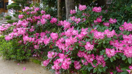 豪華に開花！シャクナゲ！