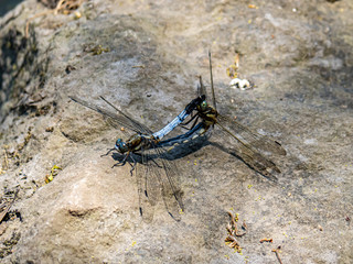 pair of white-tailed dragonflies mating on a rock
