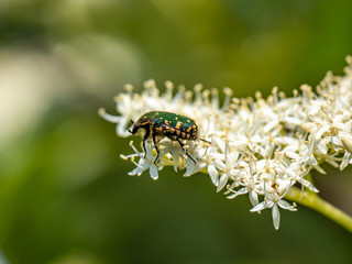 Oriental flower beetle on white flowers 2