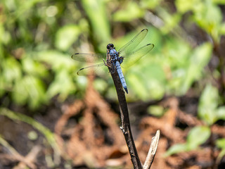 male white-tailed dragonfly on a twig 2