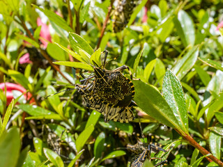 Yellow-spotted stink bug on azalea bushes 4