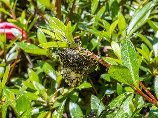 Yellow-spotted stink bug on azalea bushes 5
